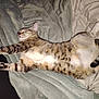 cat, tabby, sleeping, stretching, blanket, fur, whiskers, paws, tail, indoor, cozy, relaxed, pet, animal, cute, resting, soft, mammal, domestic, feline