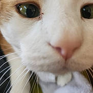Gibbs joined the competition — help win amazing prizes! cat, close_up, face, whiskers, green_eyes, pink_nose, fur, curious, pet, animal, indoor, soft, white, orange, muzzle, portrait, feline, cute, macro, nose