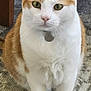 cat, orange_and_white, green_eyes, indoor, carpet, pet, domestic_animal, whiskers, fur, cute, sitting, alert, collar, tag, portrait, animal, feline, close_up, four_legs, ears