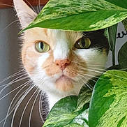 Bumble is registered to the contest to win money with this photo: animal, cat, close_up, curious, cute, domestic_cat, eye_contact, feline, flora, green, green_eyes, houseplant, indoor, leaf, nature, pet, plant, portrait, soft_light, whiskers