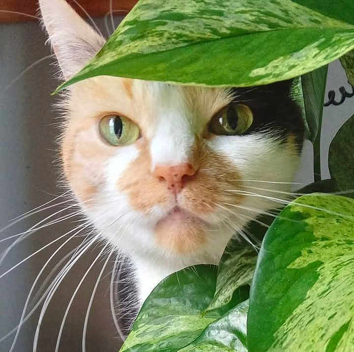 Bumble is registered to the contest to win money with this photo: animal, cat, close_up, curious, cute, domestic_cat, eye_contact, feline, flora, green, green_eyes, houseplant, indoor, leaf, nature, pet, plant, portrait, soft_light, whiskers