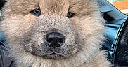Bear is registered to the contest to win money with this photo: puppy, dog, fluffy, pet, animal, car, inside, cute, fur, closeup, face, nose, ears, seat, window, daylight, domestic, mammal, companion, young