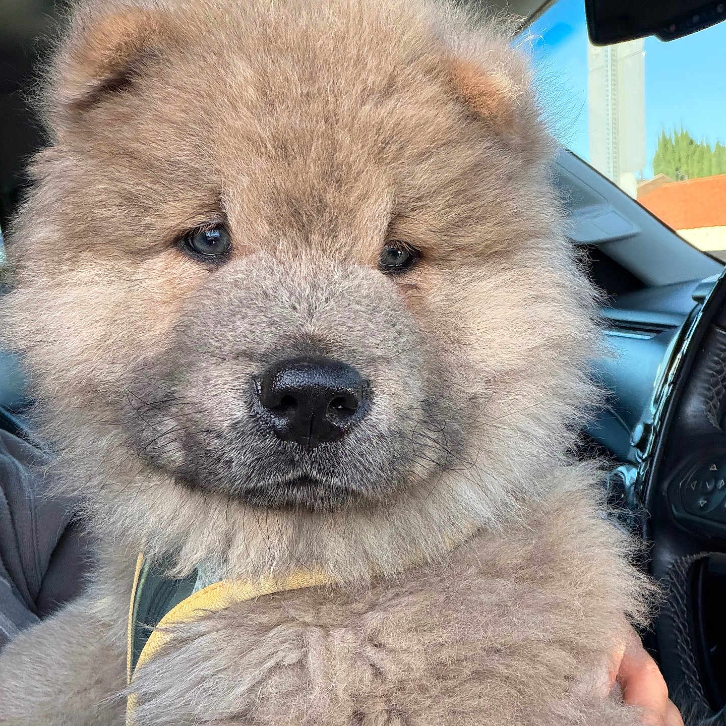 Bear is registered to the contest to win money with this photo: puppy, dog, fluffy, pet, animal, car, inside, cute, fur, closeup, face, nose, ears, seat, window, daylight, domestic, mammal, companion, young