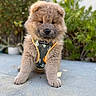 Bear is registered to the contest to win money with this photo: puppy, dog, pet, harness, cactus_pattern, fluffy, cute, outdoor, garden, concrete, young, animal, portrait, sitting, brown, furry, adorable, closeup, nature, friendly