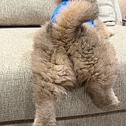 Bear joined the competition — help win amazing prizes! dog, fluffy, brown, tail, blue_clothing, couch, furniture, pet, indoors, rear_view, legs, fur, animal, cozy, home, soft, cute, upclose, resting, curly_tail