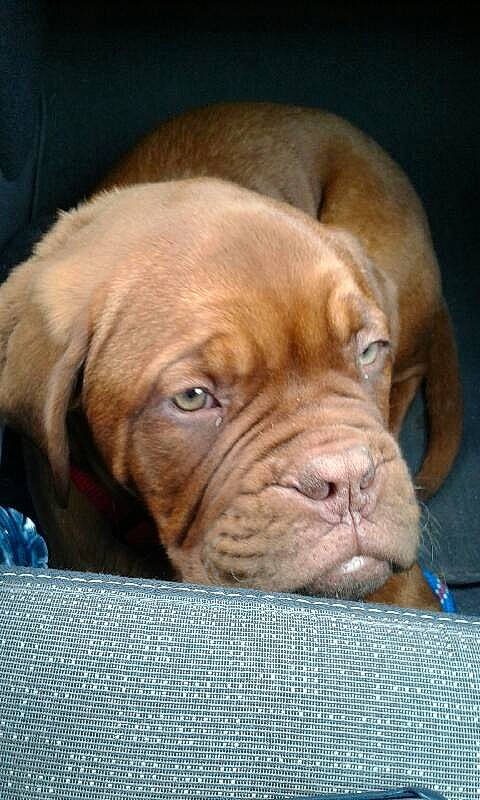 Boss a rejoint le concours — aidez-le/la à gagner de superbes lots ! boxer, canidae, carnivore, companion_dog, dog, dog_breed, dogue_de_bordeaux, fawn, guard_dog, korean_mastiff, mammal, molosser, ori_pei, puppy, snout, sporting_group, vertebrate, vizsla, working_dog, wrinkle