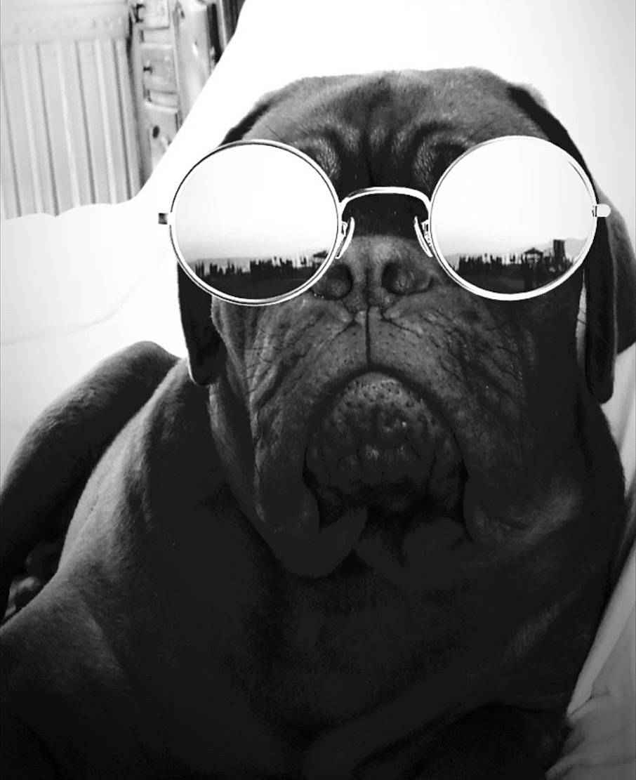 Boss a rejoint le concours — aidez-le/la à gagner de superbes lots ! aviator_sunglass, beard, black_and_white, bullmastiff, canidae, carnivore, companion_dog, cool, dog, dog_breed, eyewear, facial_hair, glasses, mouth, non_sporting_group, nose, snout, sunglasses, vision_care, whiskers