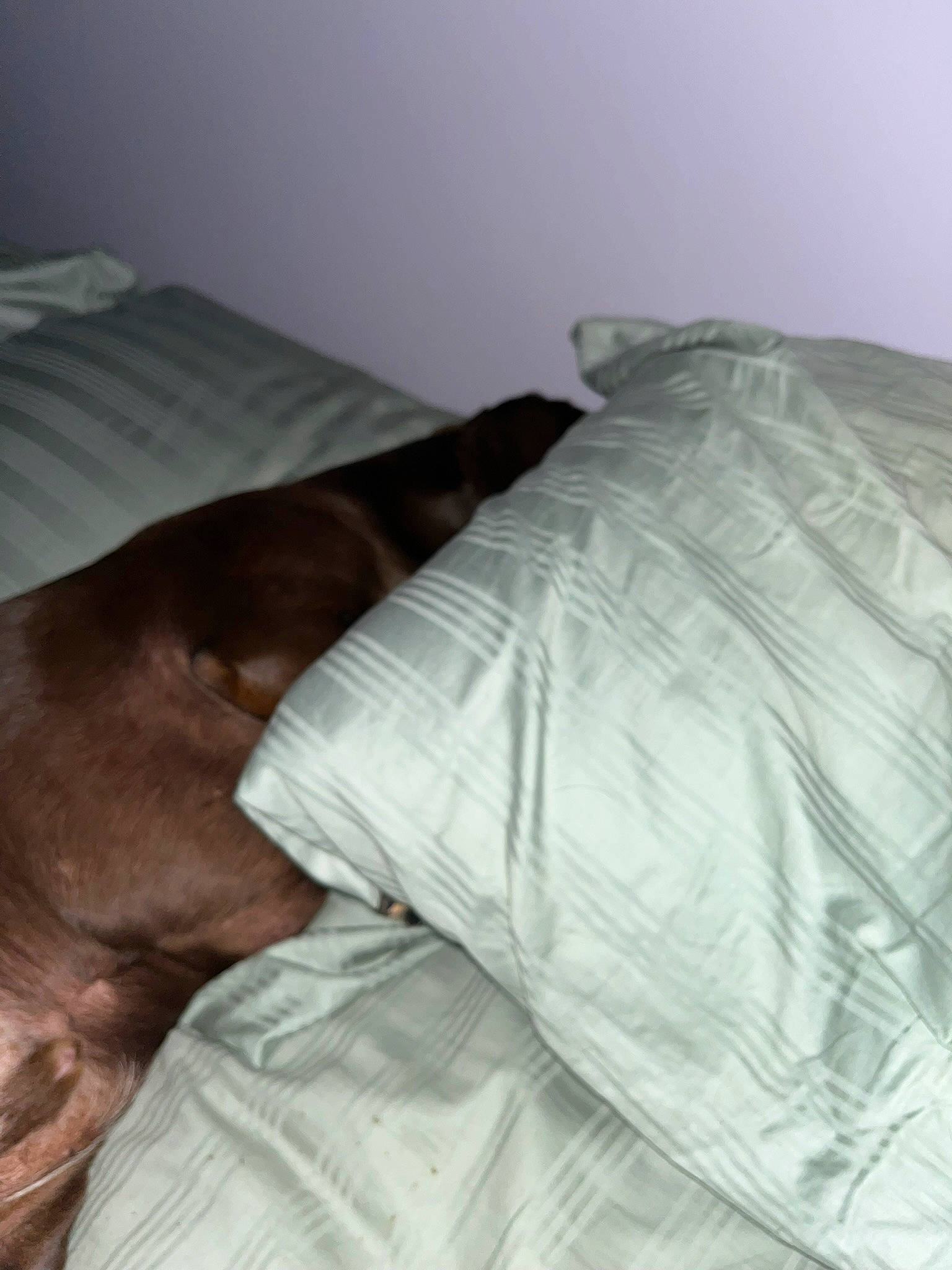 Brownee joined the competition — help win amazing prizes! bed, bed_sheet, bedding, bedtime, canidae, carnivore, comfort, companion_dog, dog, dog_breed, duvet, flooring, hardwood, linens, liver, nap, pillow, room, sporting_group, wood