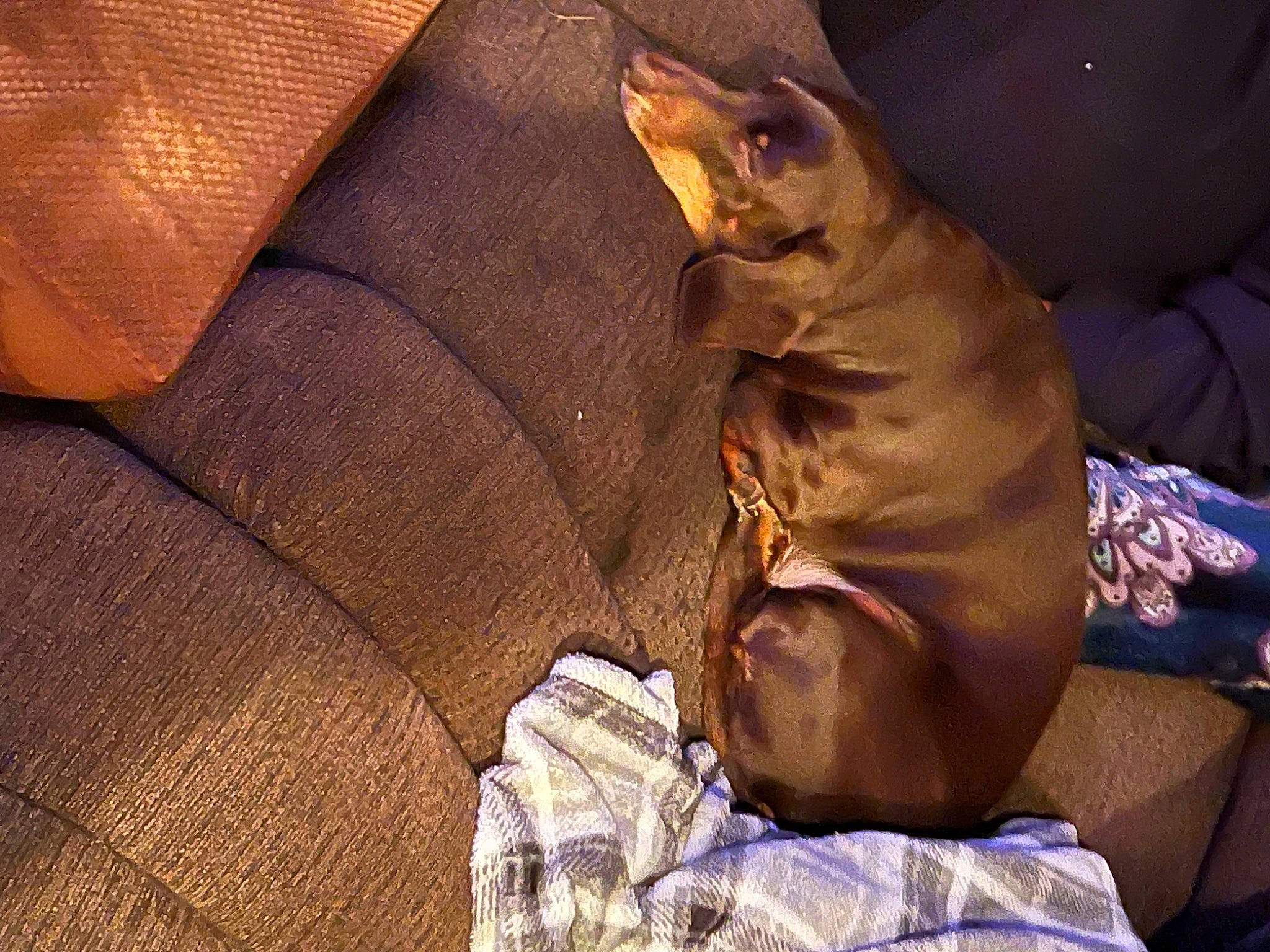 Brownee is registered to the contest to win money with this photo: brown, canidae, carnivore, comfort, companion_dog, dog, dog_breed, ear, fawn, felidae, fur, human_leg, linens, small_to_medium_sized_cats, sporting_group, tail, terrestrial_animal, whiskers, working_animal, wrinkle