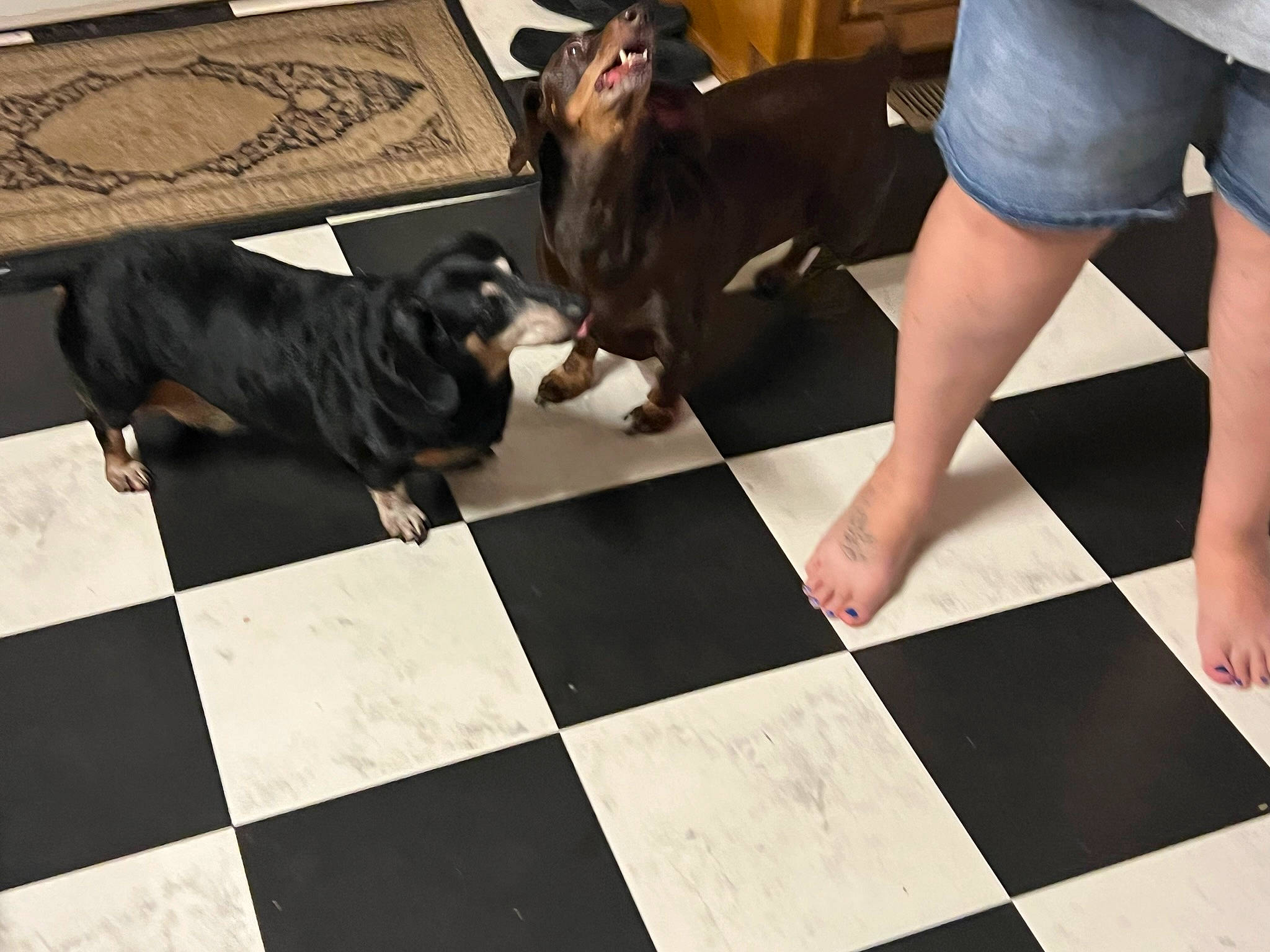 Baylen joined the competition — help win amazing prizes! black, carnivore, companion_dog, dog, dog_breed, eyewear, fawn, floor, flooring, foot, fur, hardwood, human_leg, indoor_games_and_sports, knee, recreation, room, shorts, sitting, thigh