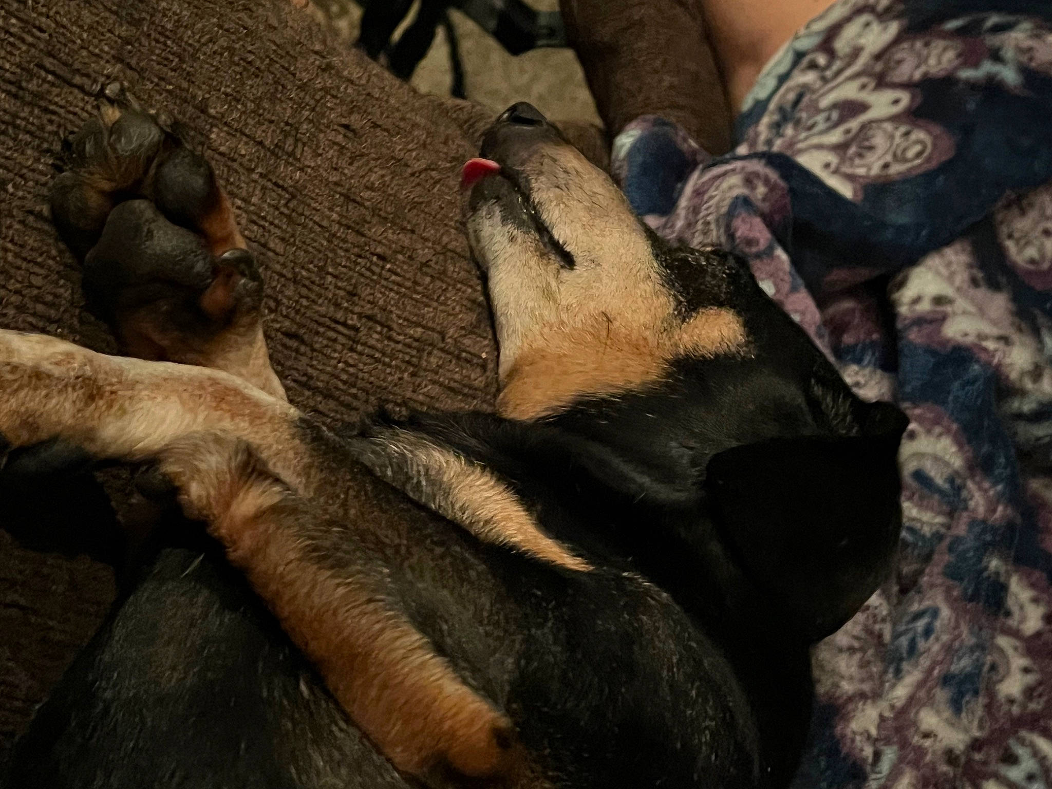 Baylen is registered to the contest to win money with this photo: camouflage, carmine, fawn, foot, fur, gesture, gunny_sack, human_leg, military_camouflage, military_uniform, nail, pattern, paw, rock, soil, terrestrial_animal, thigh, trunk, wood, working_animal