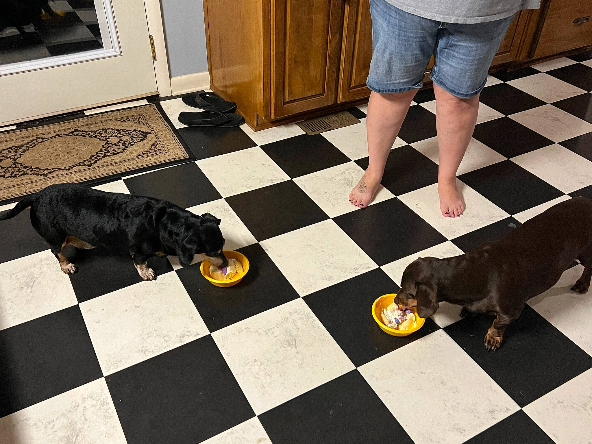 Baylen joined the competition — help win amazing prizes! black, brown, carnivore, companion_dog, dog, dog_breed, fawn, floor, flooring, grey, hardwood, interior_design, line, photograph, shorts, thigh, tints_and_shades, white, wood, yellow