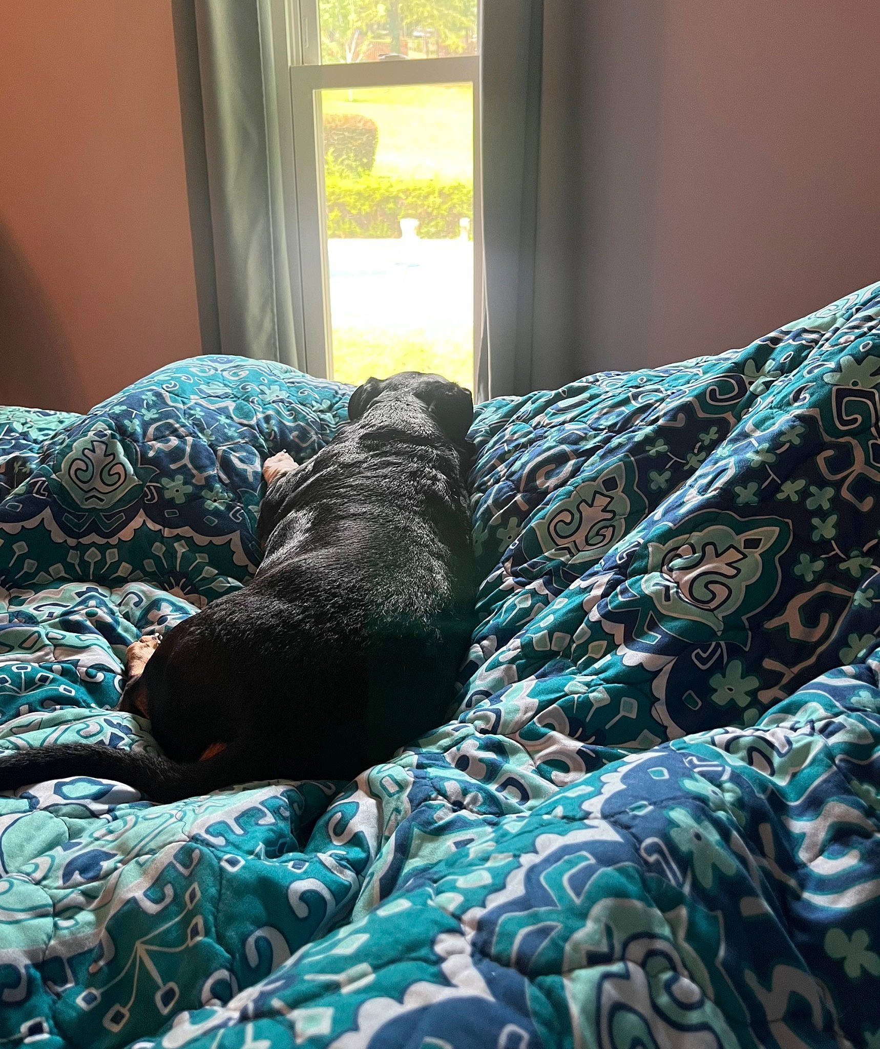 Baylen joined the competition — help win amazing prizes! aqua, azure, bedroom, carnivore, comfort, companion_dog, couch, dog, dog_breed, electric_blue, flooring, green, grey, house, linens, living_room, pattern, textile, tints_and_shades, window