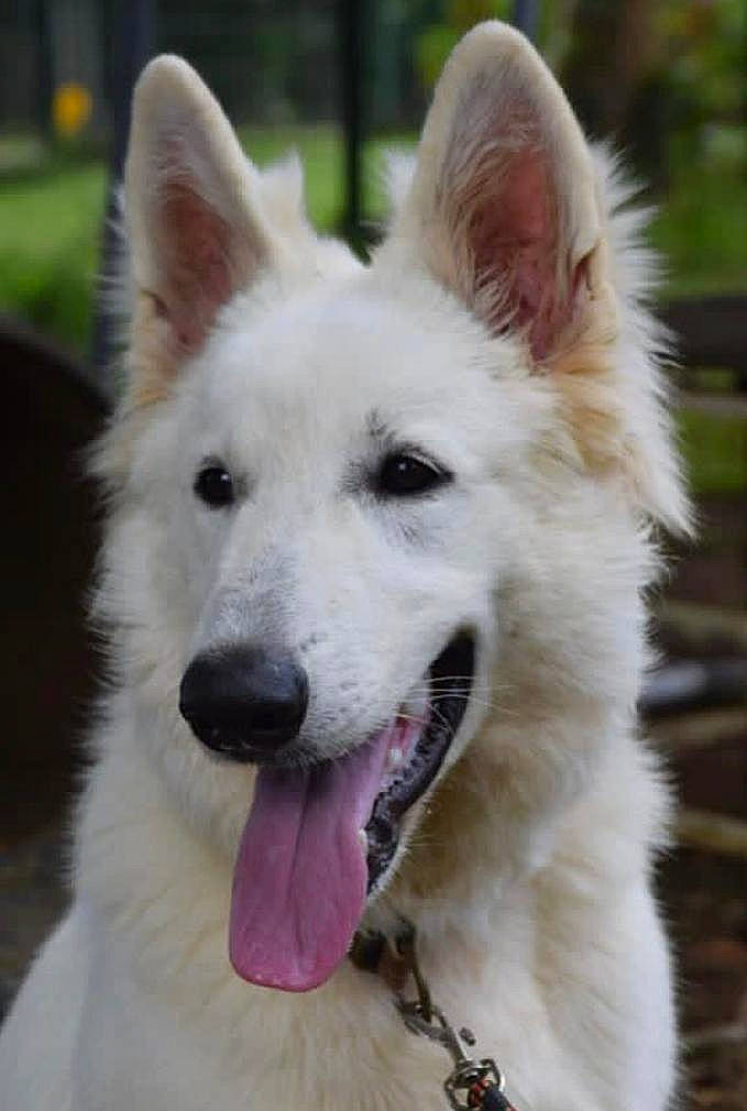 Rio participe au concours pour gagner de l'argent avec cette photo : ancient_dog_breeds, canidae, carnivore, collar, companion_dog, dog, dog_breed, dog_collar, fang, fur, herding_dog, non_sporting_group, plant, snout, sporting_group, terrestrial_animal, whiskers, working_animal, working_dog