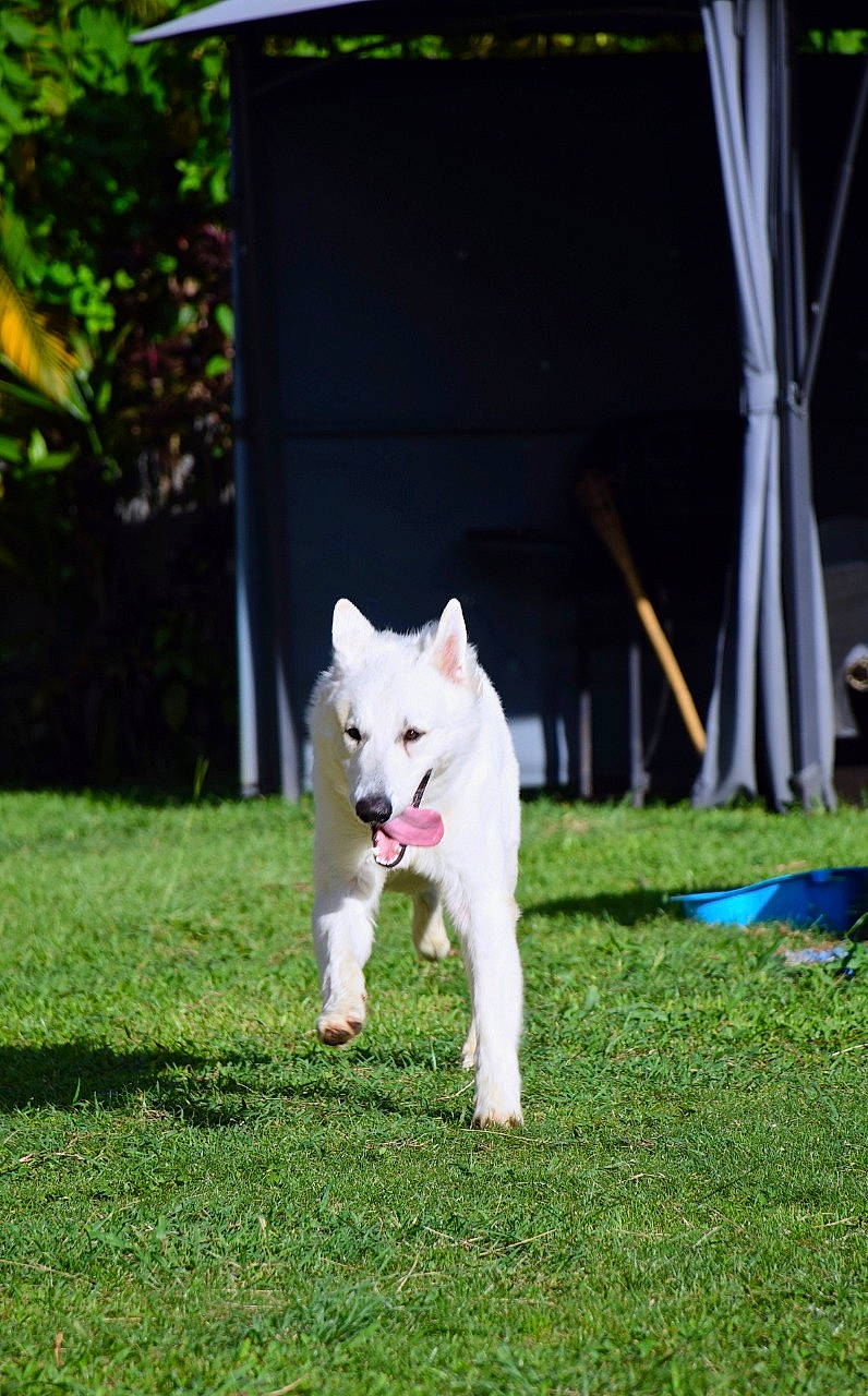 Rio participe au concours pour gagner de l'argent avec cette photo : canidae, carnivore, companion_dog, dog, dog_breed, grass, lawn, non_sporting_group, plant, samoyed, sporting_group, tail, terrestrial_animal, working_dog, yard