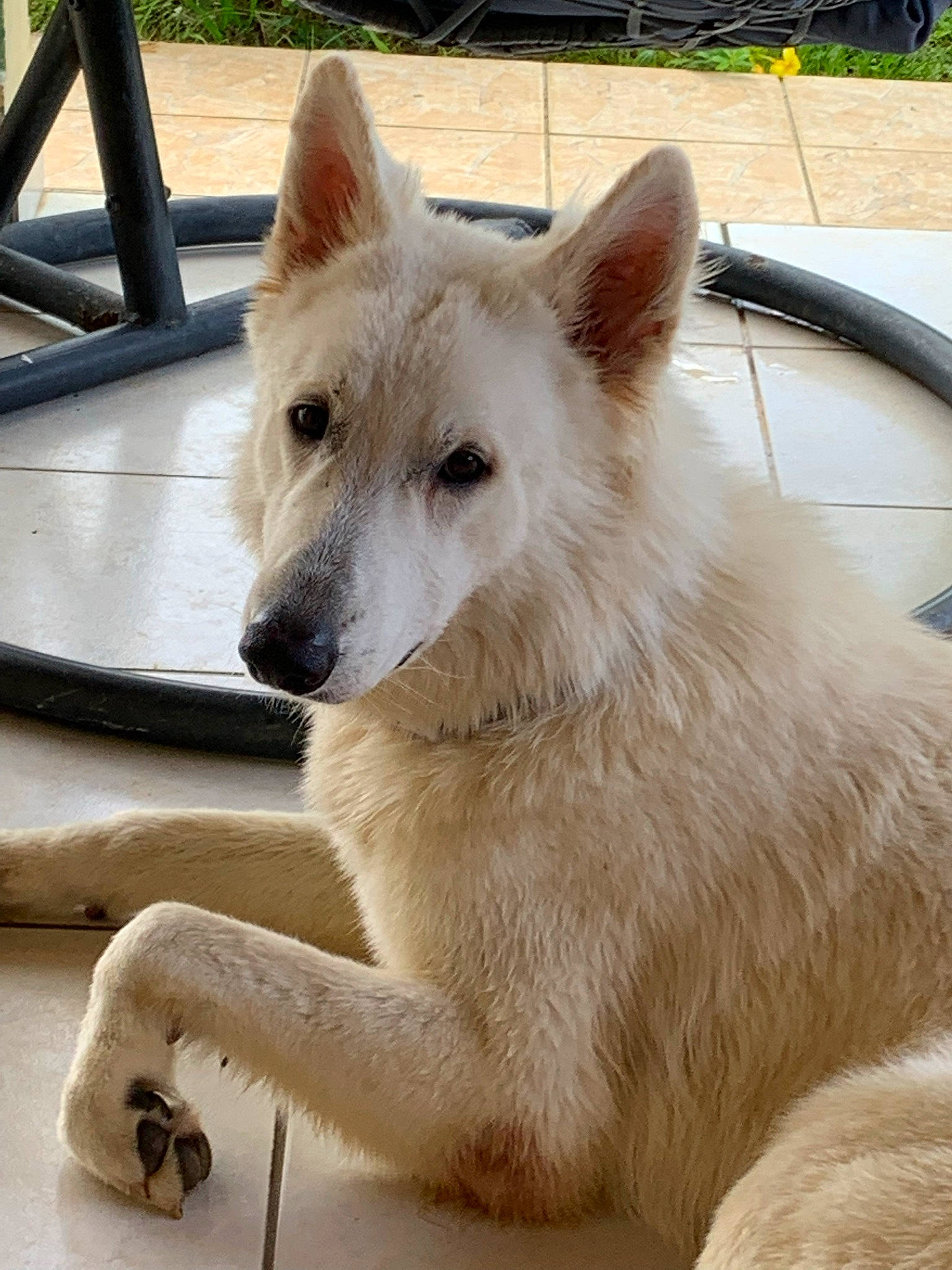 Rio participe au concours pour gagner de l'argent avec cette photo : ancient_dog_breeds, canidae, canis, carnivore, companion_dog, dog, dog_breed, fang, fawn, fur, jaw, non_sporting_group, plant, snout, sporting_group, tail, terrestrial_animal, wildlife, working_animal, working_dog