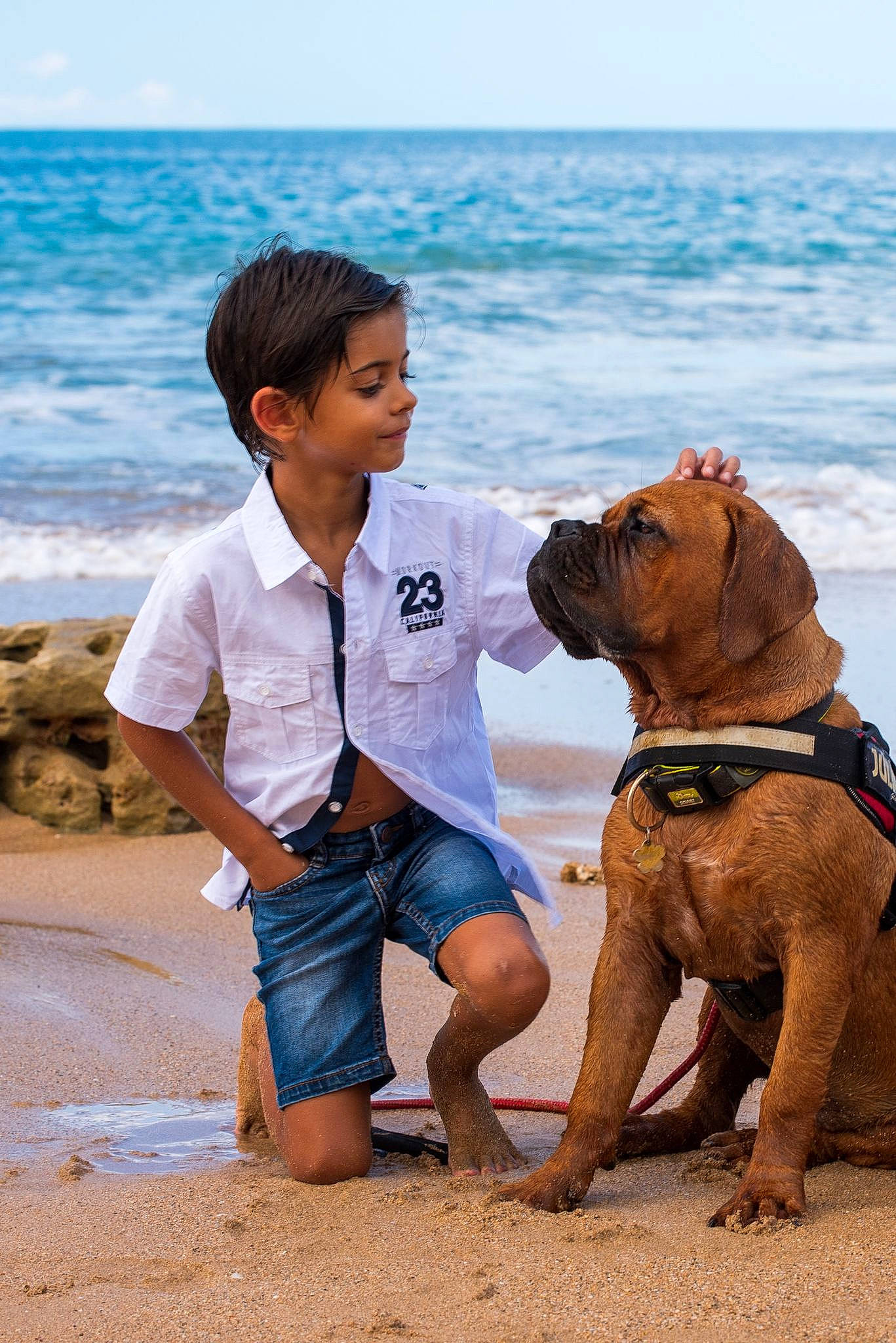 Manoa participe au concours pour gagner de l'argent avec cette photo : beach, carnivore, companion_dog, dog, dog_breed, fawn, fun, happy, jeans, mammal, people_in_nature, people_on_beach, person, sand, shorts, sky, sporting_group, t_shirt, vertebrate, water