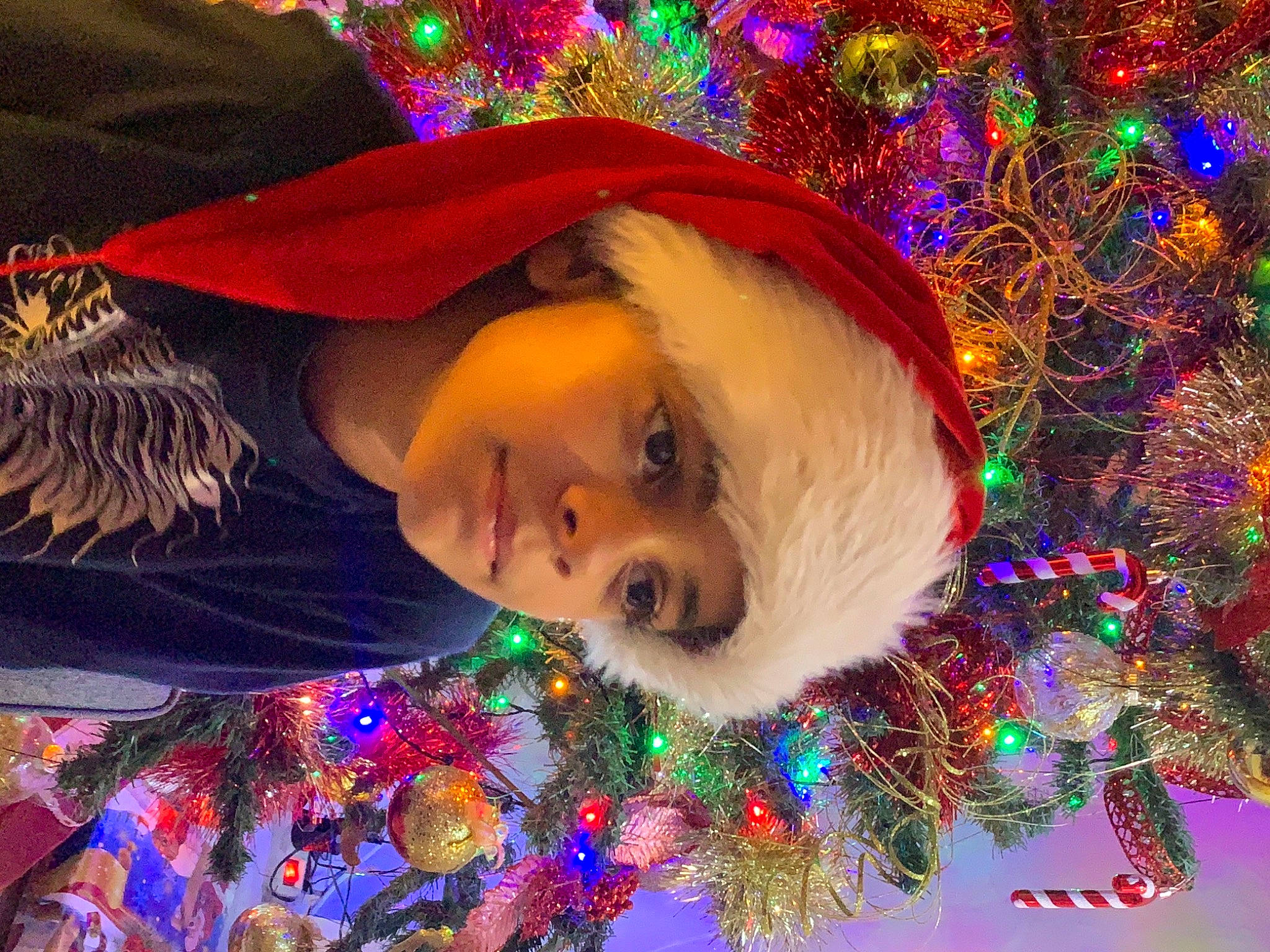 Manoa a rejoint le concours — aidez-le/la à gagner de superbes lots ! beauty, christmas, christmas_decoration, christmas_eve, christmas_ornament, christmas_tree, costume_hat, event, fun, green, happy, headwear, holiday, holiday_ornament, light, lighting, ornament, person, purple, smile