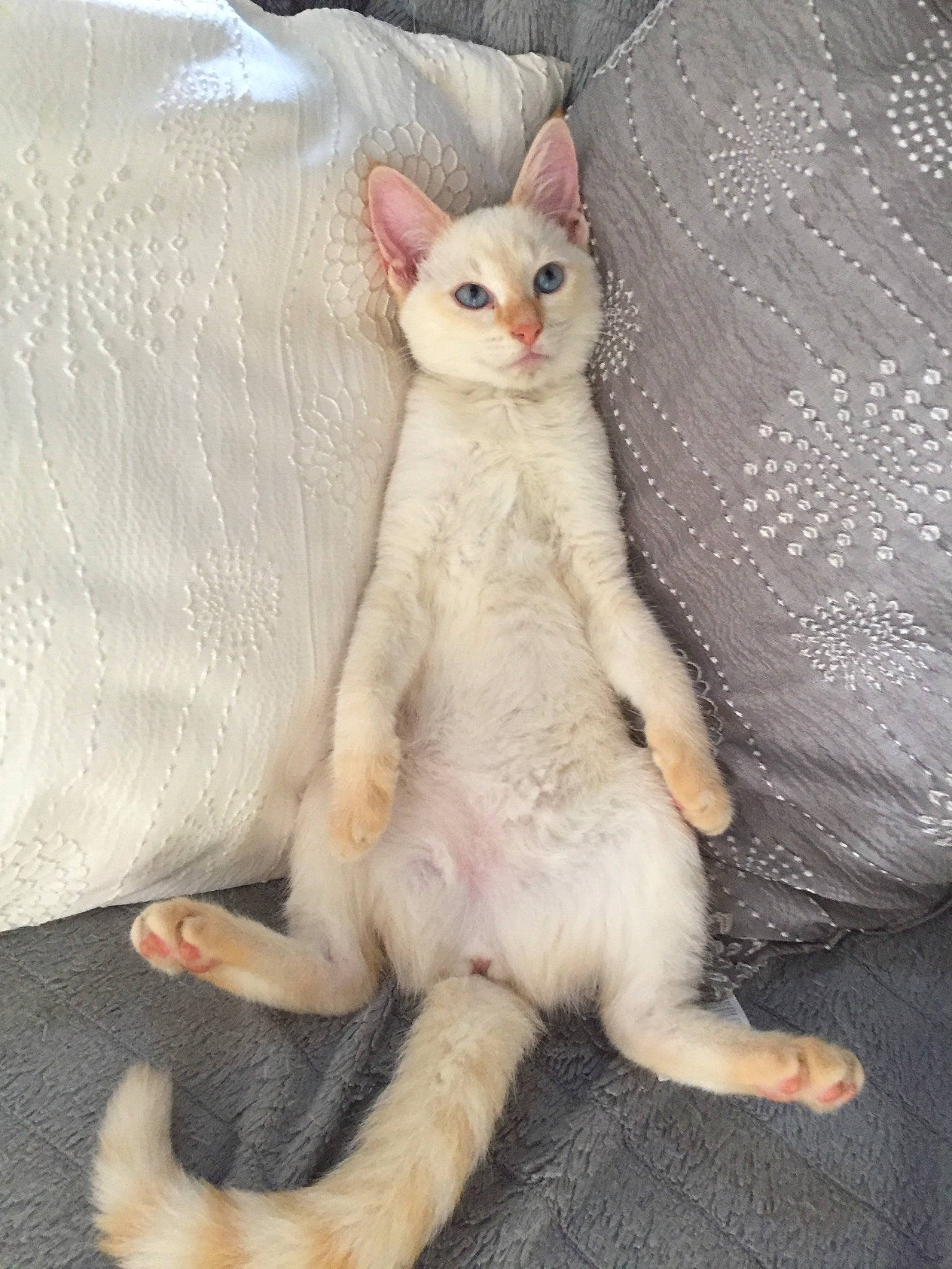 Shaya a rejoint le concours — aidez-le/la à gagner de superbes lots ! aegean_cat, carnivoran, cat, cat_like_mammal, cornish_rex, domestic_short_haired_cat, european_shorthair, fur, german_rex, javanese, kitten, oriental_shorthair, paw, rex_mutation, small_to_medium_sized_cats, tail, whiskers