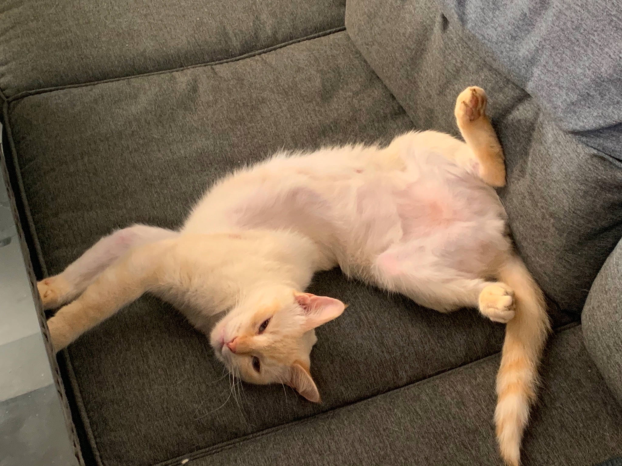 Shaya a rejoint le concours — aidez-le/la à gagner de superbes lots ! balinese, canidae, carnivore, cat, claw, comfort, companion_dog, couch, dog_breed, fawn, felidae, foot, fur, nap, paw, small_to_medium_sized_cats, snout, sporting_group, tail, whiskers