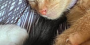 Bruce is registered to the contest to win money with this photo: kitten, sleeping, ginger_cat, paw, pink_paw_pads, fur, closeup, pet, cozy, resting, human_arm, snuggling, whiskers, cute, domestic_cat, relaxed, indoor, soft, animal, companion