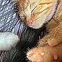kitten, sleeping, ginger_cat, paw, pink_paw_pads, fur, closeup, pet, cozy, resting, human_arm, snuggling, whiskers, cute, domestic_cat, relaxed, indoor, soft, animal, companion