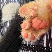 Bruce joined the competition — help win amazing prizes! kitten, paw, nose, fur, pink_pads, close_up, sleeping, soft, texture, striped_fabric, animal, pet, cute, whiskers, black_fur, white_fur, resting, feline, tiny, delicate
