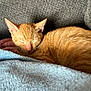 Bruce joined the competition — help win amazing prizes! kitten, cat, sleeping, ginger, fur, animal, pet, cozy, blanket, soft, resting, cute, indoor, comfort, nap, feline, closeup, texture, warm, peaceful