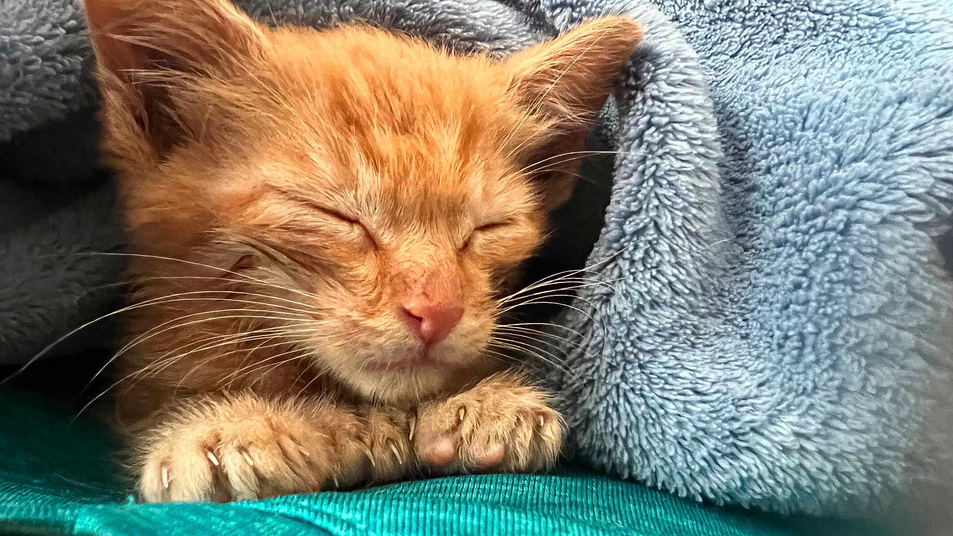 Bruce joined the competition — help win amazing prizes! kitten, cat, sleeping, orange_cat, fur, whiskers, paws, blanket, cozy, nap, cute, pet, animal, closeup, soft, relaxing, indoor, feline, young, resting