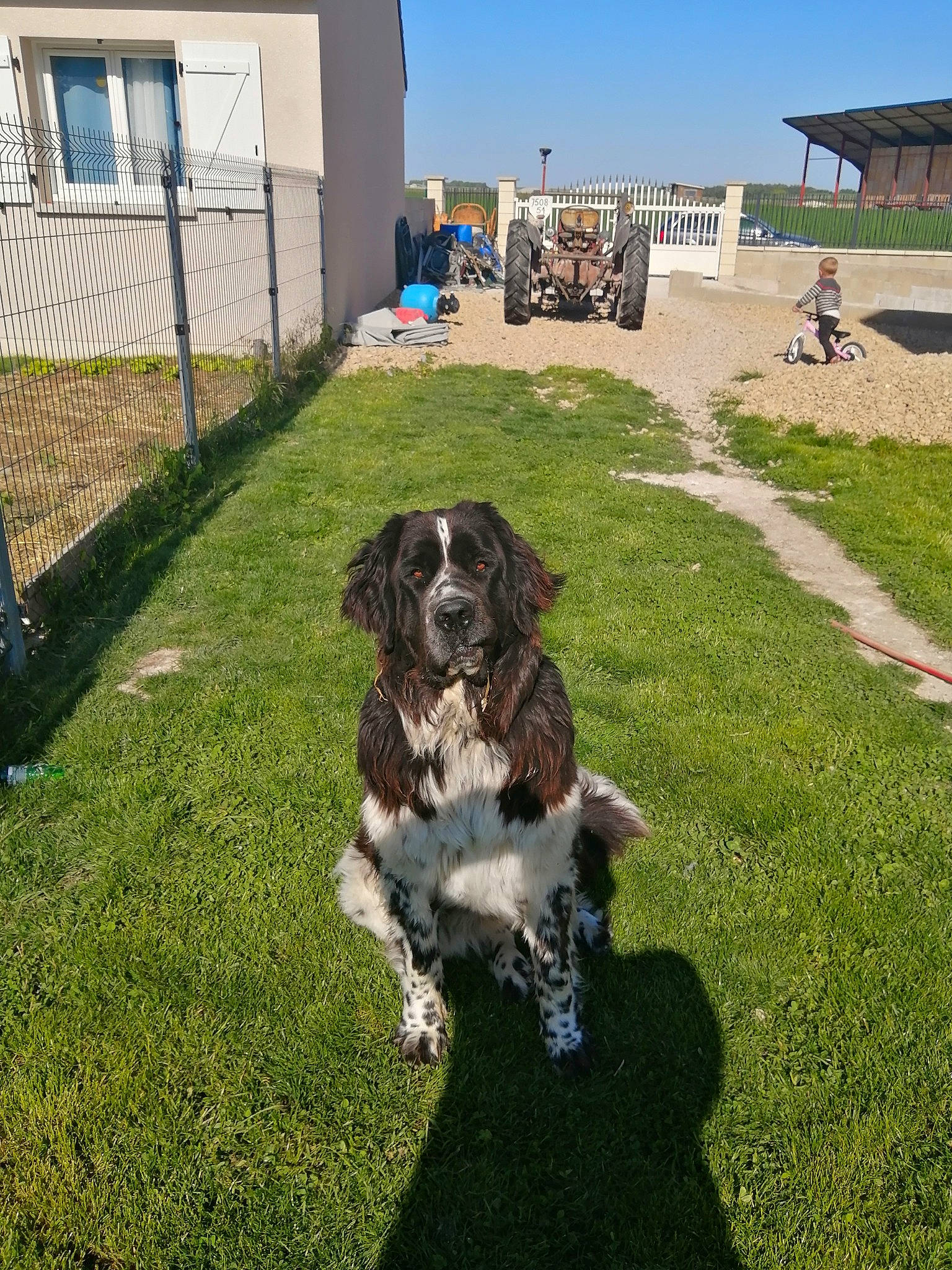 Ornelia participe au concours pour gagner de l'argent avec cette photo : blue_picardy_spaniel, braque_dauvergne, canidae, carnivore, dog, dog_breed, english_springer_spaniel, french_spaniel, german_longhaired_pointer, german_shorthaired_pointer, german_spaniel, grass, large_munsterlander, lawn, mammal, pointing_breed, small_munsterlander, spaniel, sporting_group, vertebrate