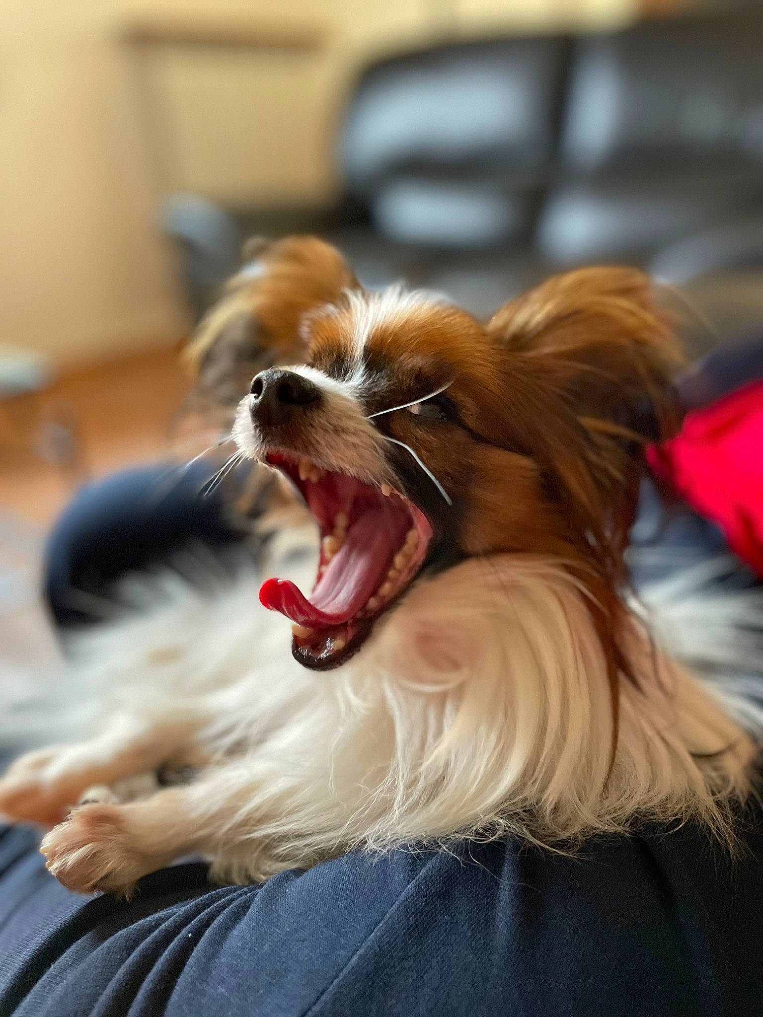 Zéphyr a rejoint le concours — aidez-le/la à gagner de superbes lots ! carnivore, companion_dog, dog, dog_breed, dog_sports, ear, fang, fawn, fur, happy, liver, mammal, pekingese, smile, snout, spaniel, sporting_group, toy_dog, whiskers, yawn