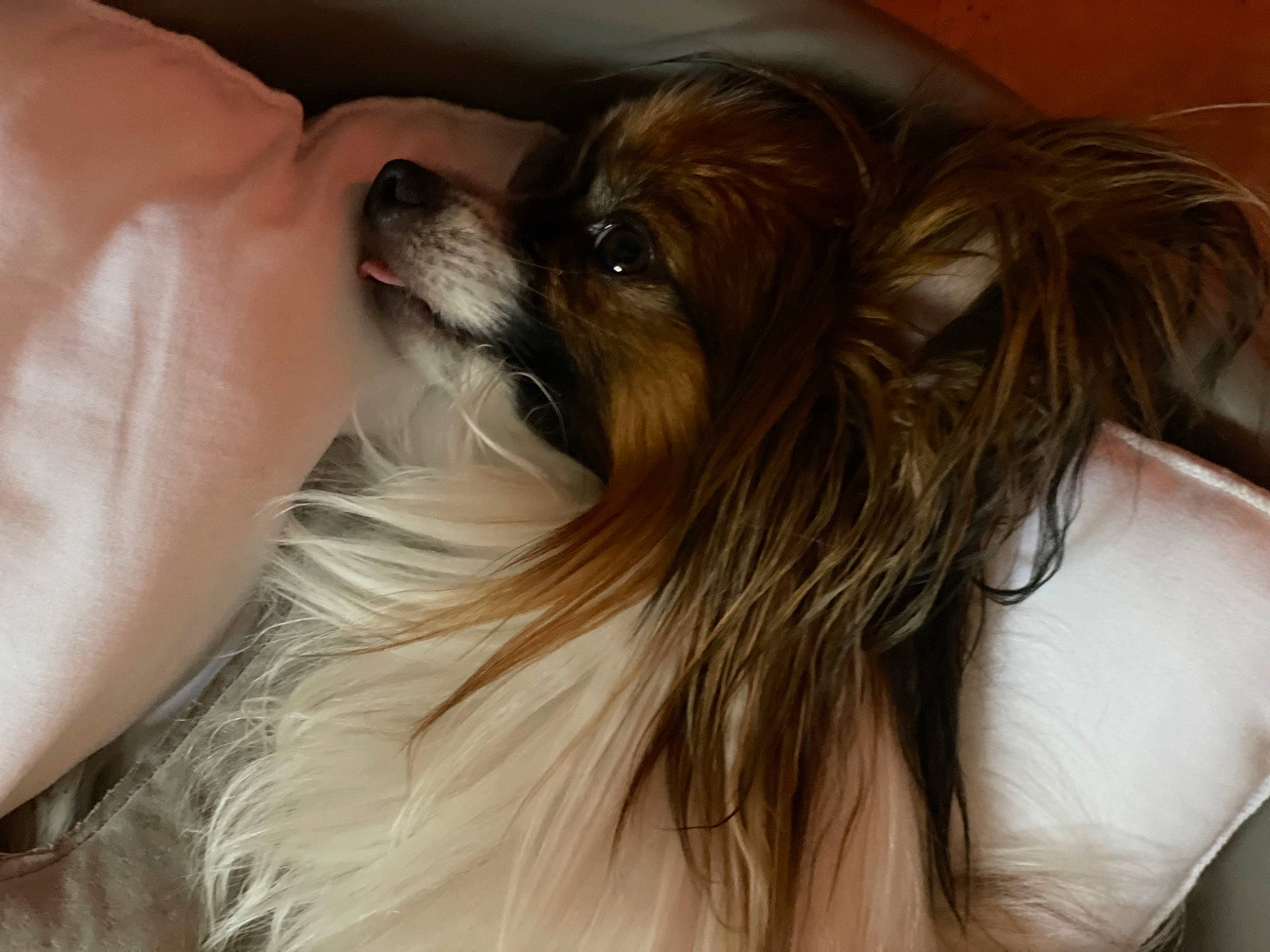 Zéphyr participe au concours pour gagner de l'argent avec cette photo : biewer_terrier, brown_hair, canidae, carnivore, companion_dog, dog, dog_breed, dog_supply, ear, fawn, feathered_hair, fur, layered_hair, liver, pekingese, snout, sporting_group, toy_dog, whiskers, working_animal