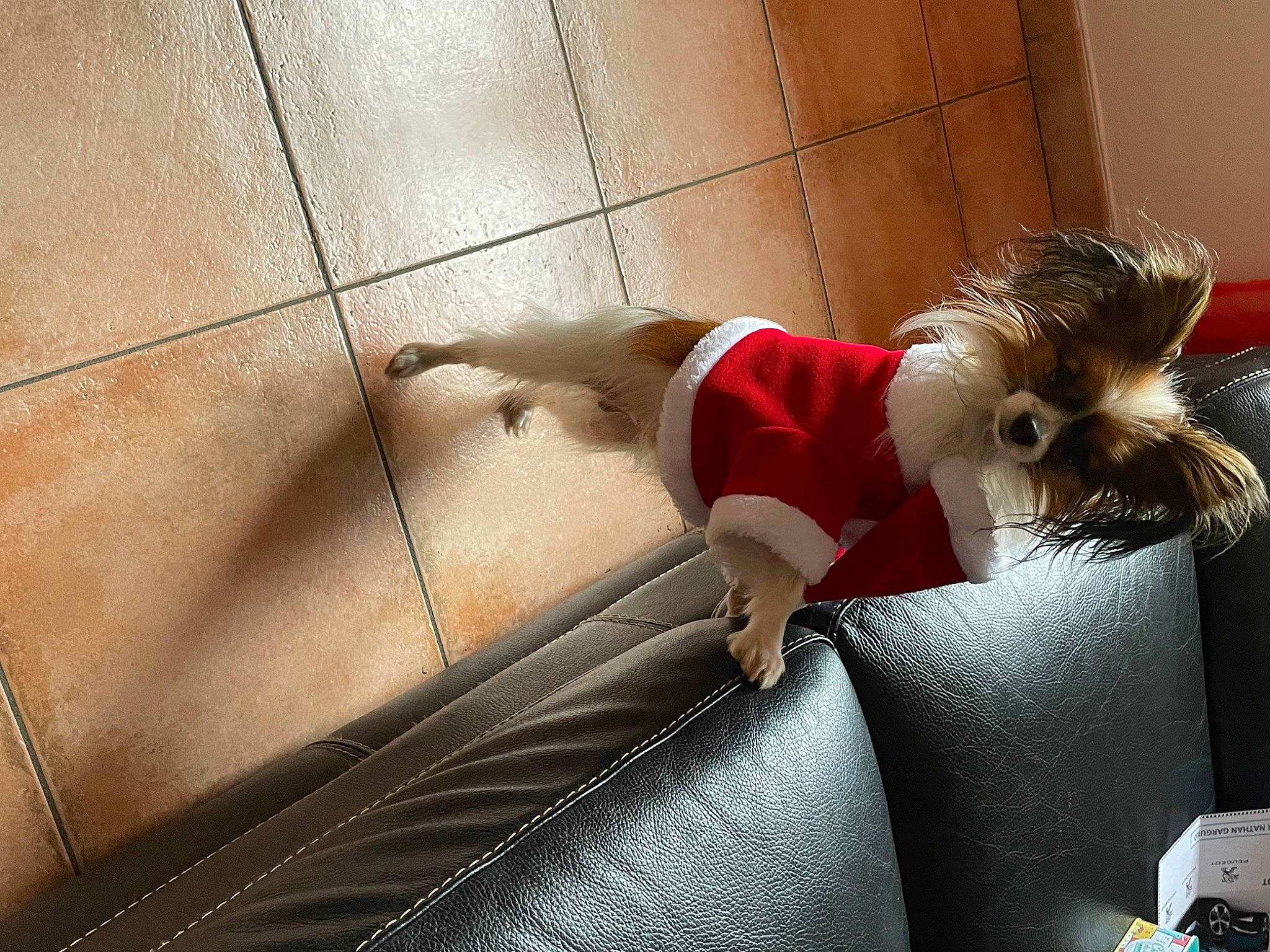 Zéphyr a rejoint le concours — aidez-le/la à gagner de superbes lots ! carmine, child, comfort, companion_dog, couch, fictional_character, flooring, fur, hardwood, human_leg, knee, room, sitting, sofa_bed, sportswear, tail, thigh, toy, toy_dog, wood