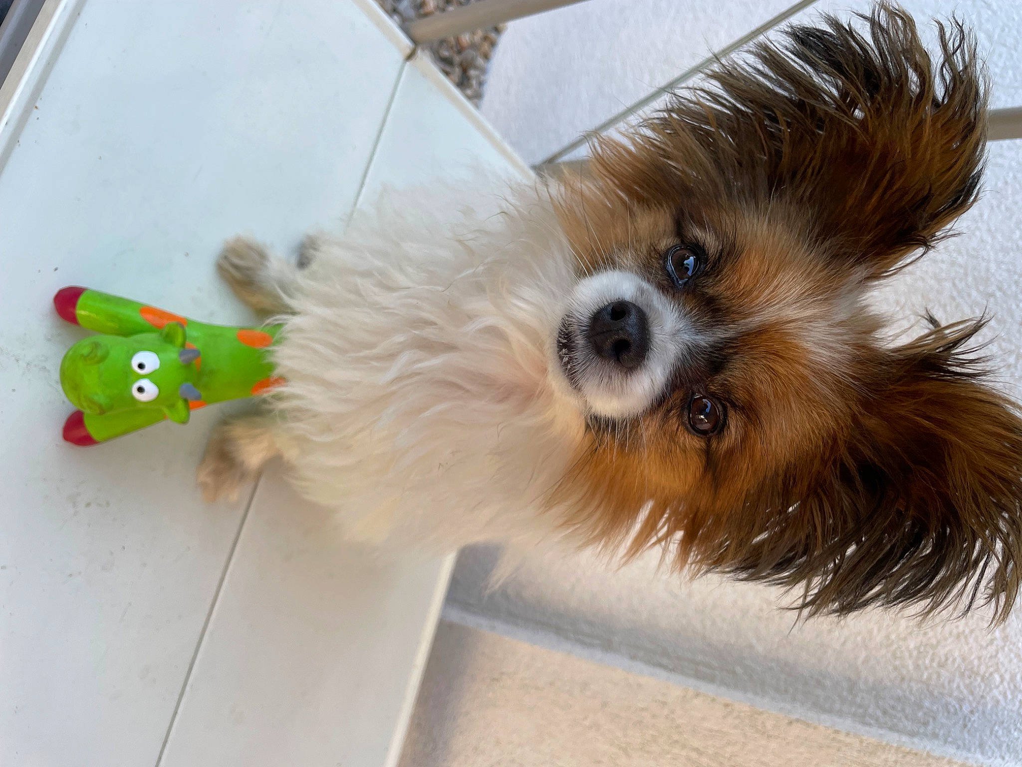 Zéphyr a rejoint le concours — aidez-le/la à gagner de superbes lots ! canidae, carnivore, companion_dog, dog, dog_breed, dog_supply, fawn, flooring, fur, liver, mammal, pet_supply, snout, sporting_group, tail, terrier, toy_dog, vertebrate, whiskers, working_animal