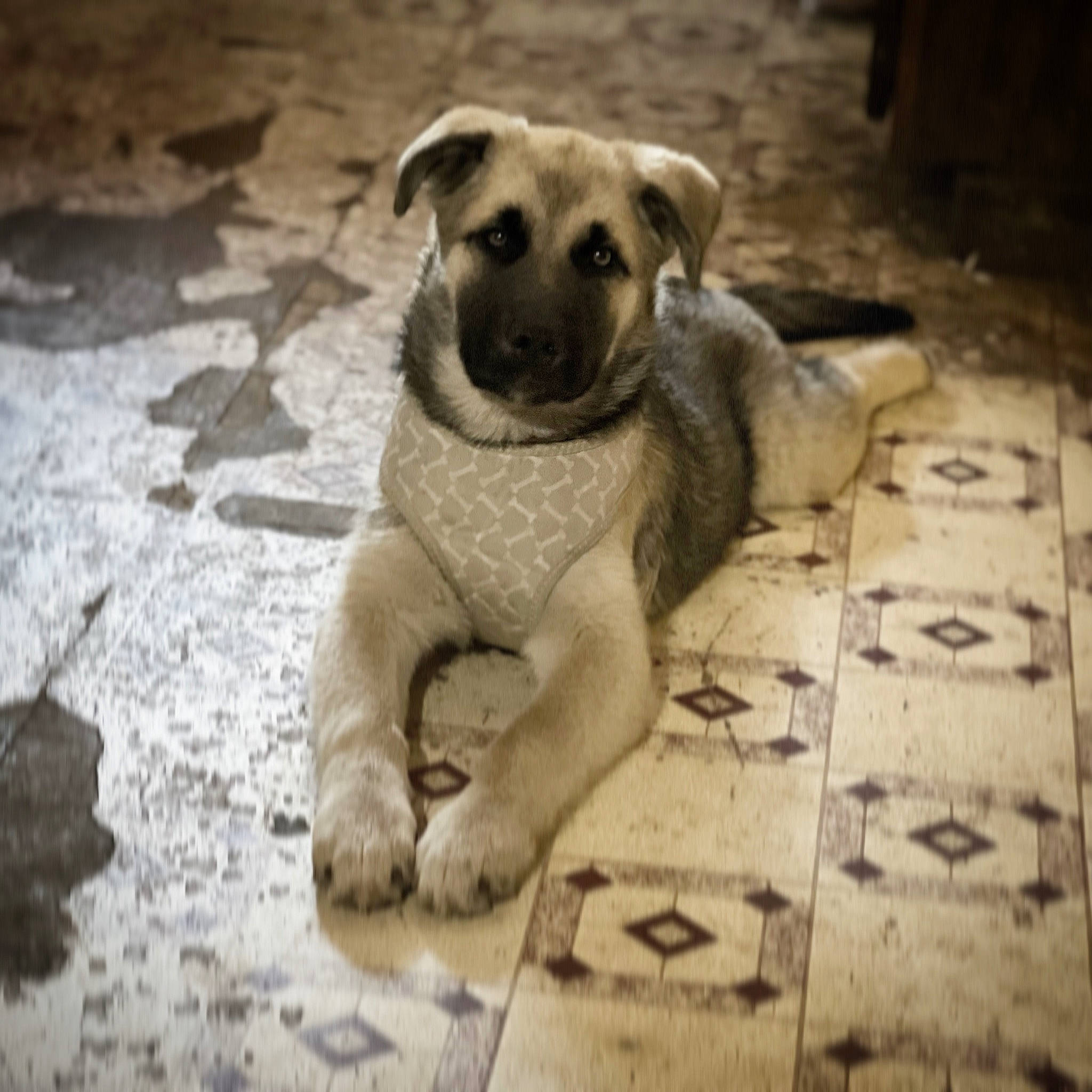 Rémy Sanders joined the competition — help win amazing prizes! canidae, carnivore, companion_dog, dog, dog_breed, fawn, flooring, fur, paw, photo_caption, puppy, sporting_group, street_dog, tail, terrestrial_animal, toy_dog, whiskers, wildlife, wood, working_animal