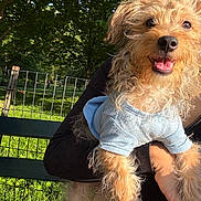 Maxey is registered to the contest to win money with this photo: animal, bench, canine, clothing, cute, daytime, dog, fur, grass, happy, holding, nature, outdoor, park, person, pet, smiling, sunlight, trees, wire_fence