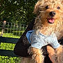 animal, bench, canine, clothing, cute, daytime, dog, fur, grass, happy, holding, nature, outdoor, park, person, pet, smiling, sunlight, trees, wire_fence