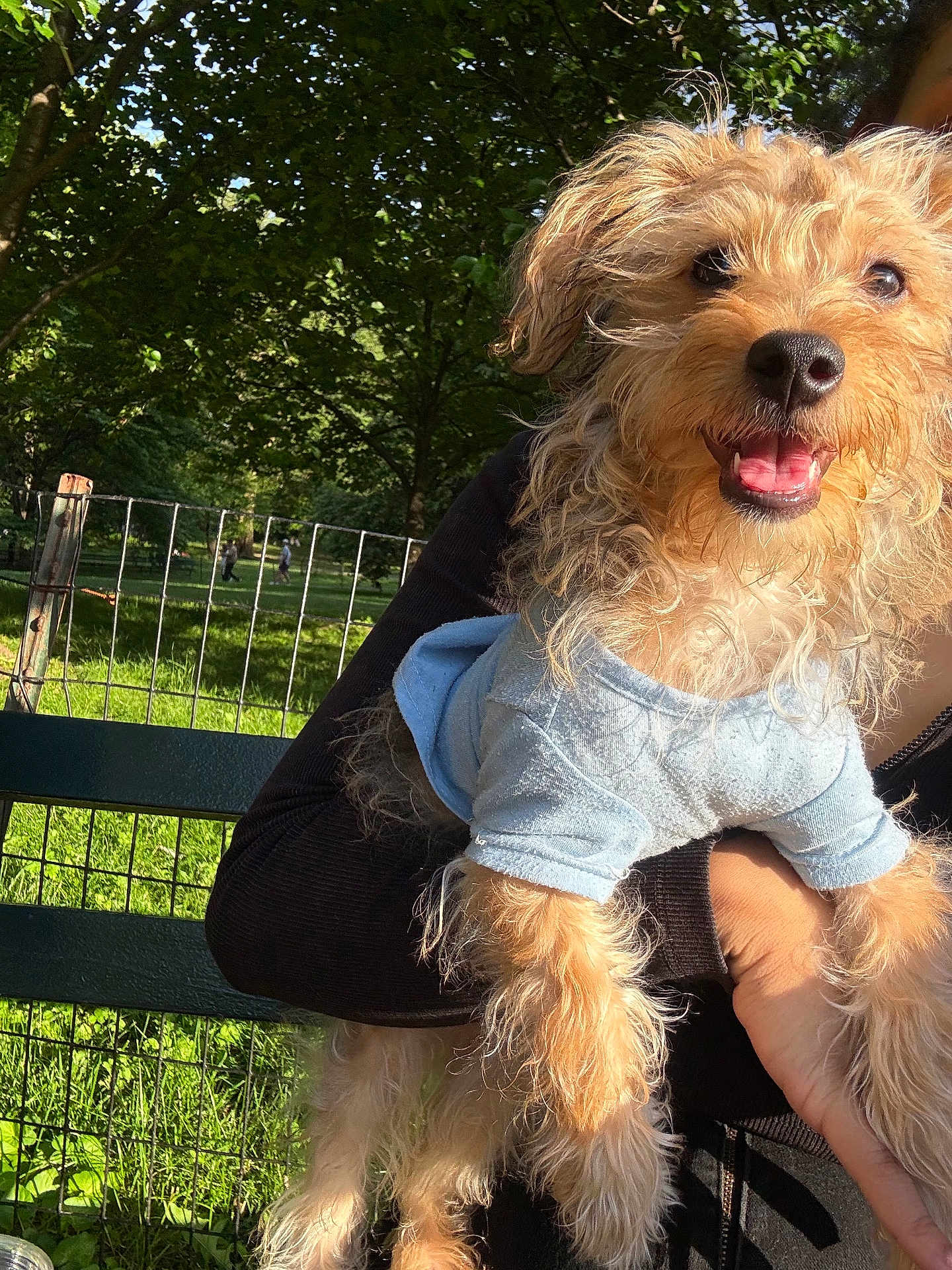 Maxey is registered to the contest to win money with this photo: animal, bench, canine, clothing, cute, daytime, dog, fur, grass, happy, holding, nature, outdoor, park, person, pet, smiling, sunlight, trees, wire_fence