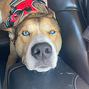Blainn is registered to the contest to win money with this photo: dog, blue_eyes, close_up, car_seat, leather, harness, resting, pet, canine, animal, indoor, transportation, relaxed, brown_fur, black_nose, whiskers, seat, vehicle_interior, sleepy, companion