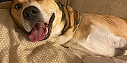 Blainn joined the competition — help win amazing prizes! dog, pet, canine, tongue_out, wide_eyes, blanket, couch, indoor, fur, collar, resting, animal, mammal, cute, playful, home, relaxed, expression, smiling, bedroom