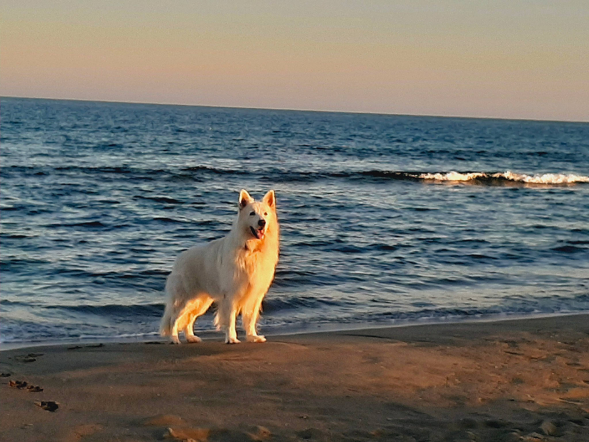 Sunny a rejoint le concours — aidez-le/la à gagner de superbes lots ! beach, canis, carnivore, coast, companion_dog, dog, dog_breed, evening, fawn, happy, horizon, landscape, ocean, sand, sky, spitz, water, wave, wind_wave, working_dog