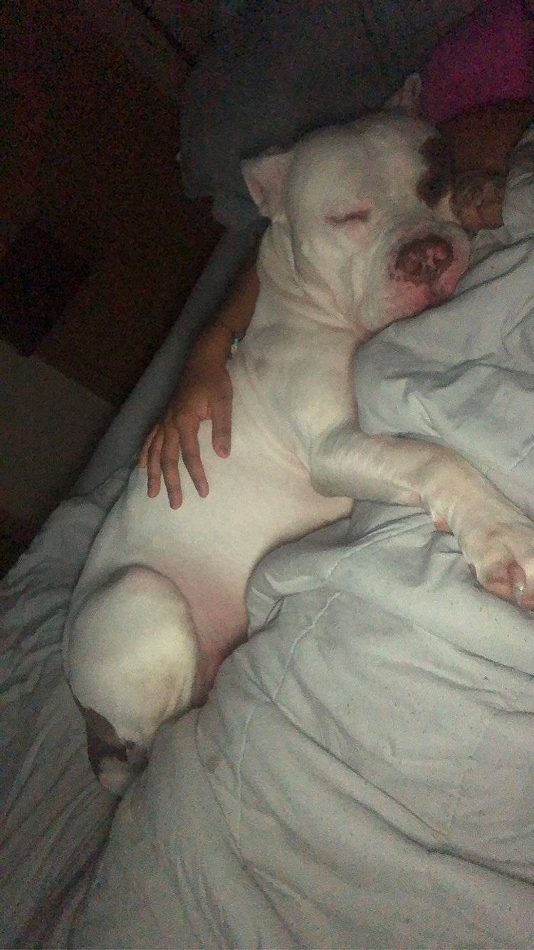 Ace Morgan is registered to the contest to win money with this photo: canidae, carnivore, comfort, companion_dog, dog, dog_breed, fawn, flesh, foot, linens, nail, non_sporting_group, paw, snout, sporting_group, tail, terrestrial_animal, toy_dog, wrinkle