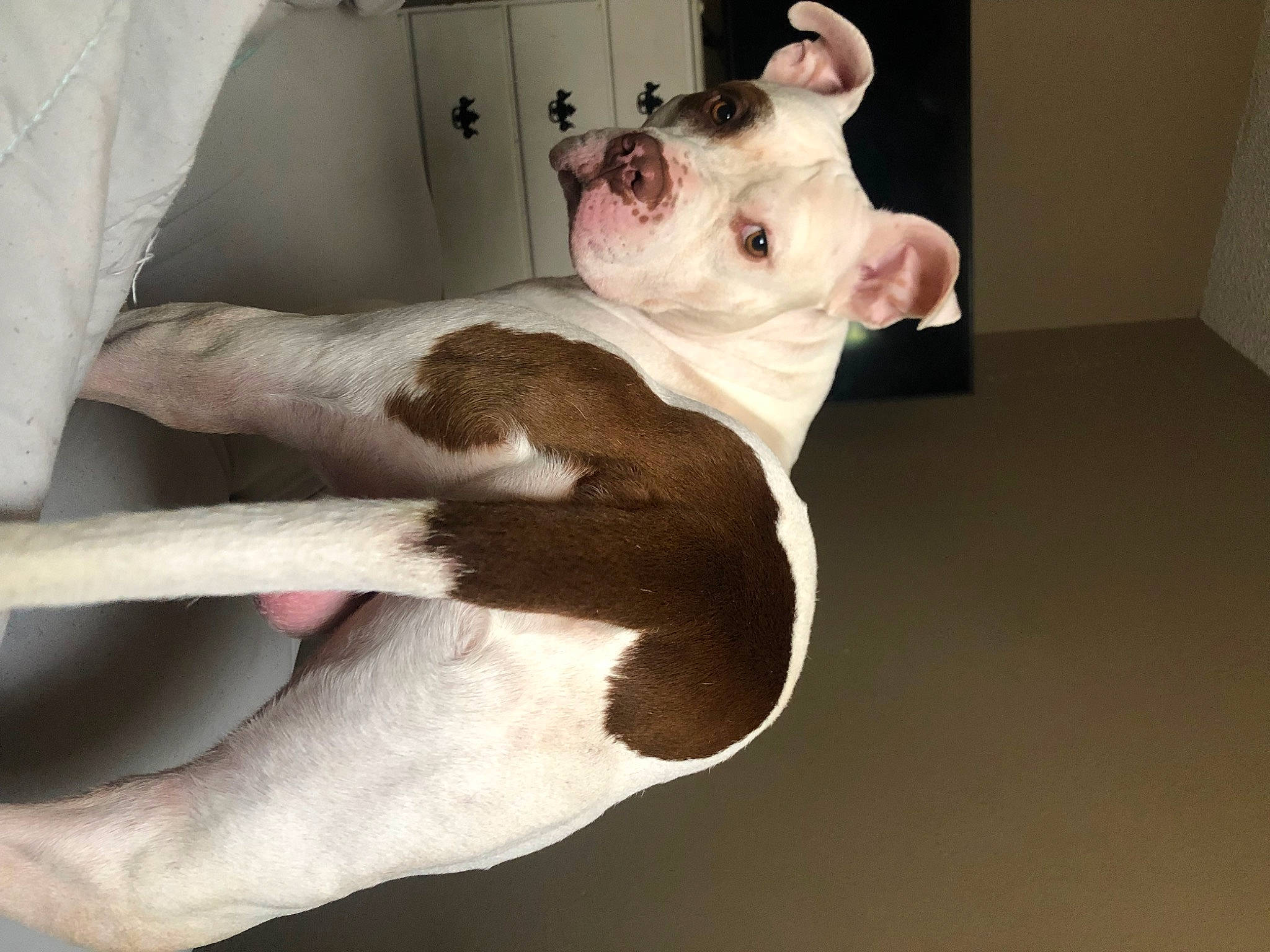 Ace Morgan is registered to the contest to win money with this photo: carnivore, comfort, companion_dog, dog, dog_breed, ear, fawn, fur, non_sporting_group, paw, pet_supply, snout, sporting_group, tail, terrestrial_animal, whiskers