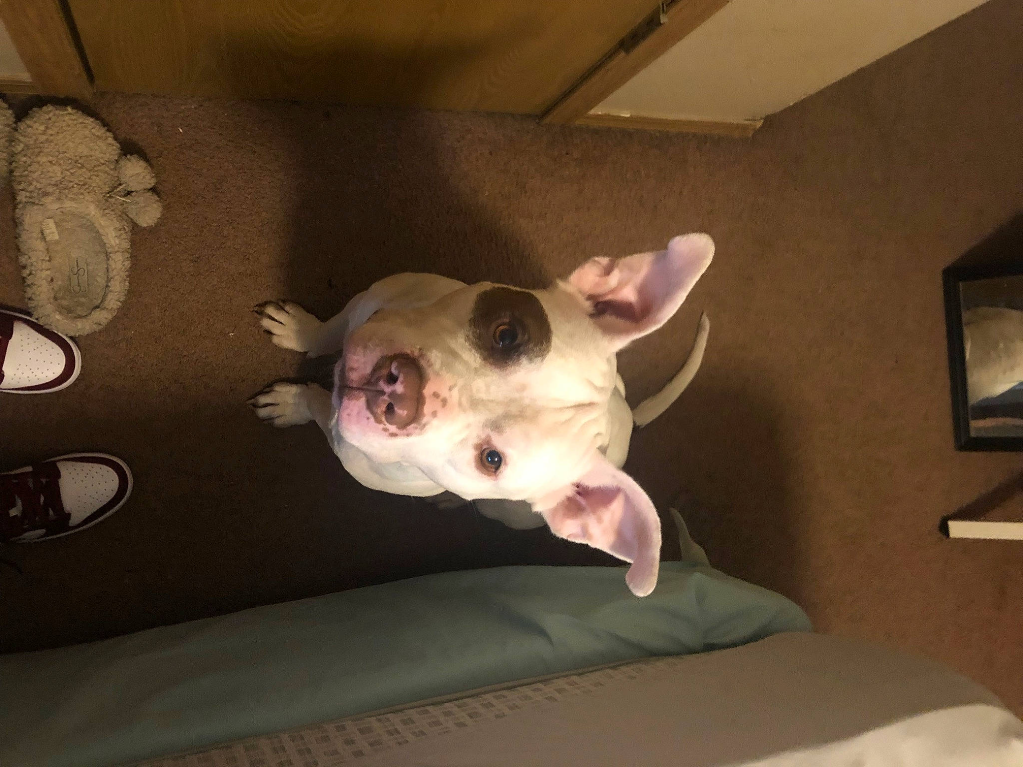 Ace Morgan is registered to the contest to win money with this photo: canidae, carnivore, collar, comfort, companion_dog, dog, dog_breed, ear, eye, fawn, fur, head, jaw, picture_frame, snout, sporting_group, tail, terrestrial_animal, whiskers, working_animal