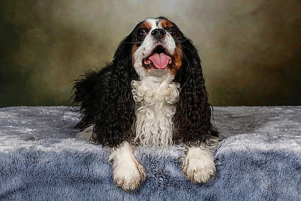 Lexi a rejoint le concours — aidez-le/la à gagner de superbes lots ! biting, bored, canidae, carnivore, companion_dog, dog, dog_breed, fur, king_charles_spaniel, liver, smile, snout, spaniel, sporting_group, terrestrial_animal, working_animal, working_dog
