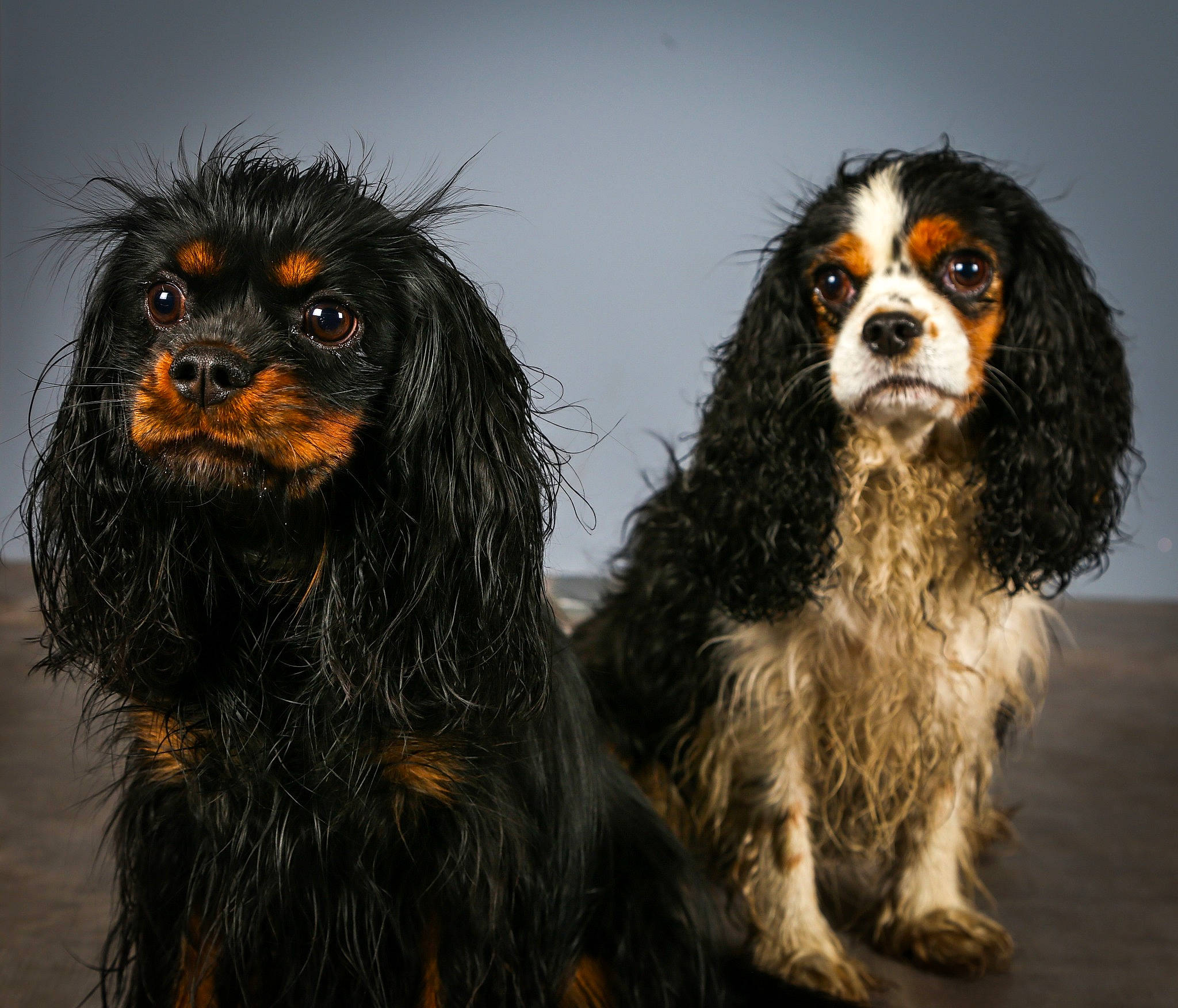 Lexi participe au concours pour gagner de l'argent avec cette photo : canidae, carnivore, cavalier_king_charles_spaniel, cocker_spaniel, companion_dog, dog, dog_breed, fur, king_charles_spaniel, liver, snout, spaniel, sporting_group, terrestrial_animal, toy_dog, working_animal, working_dog