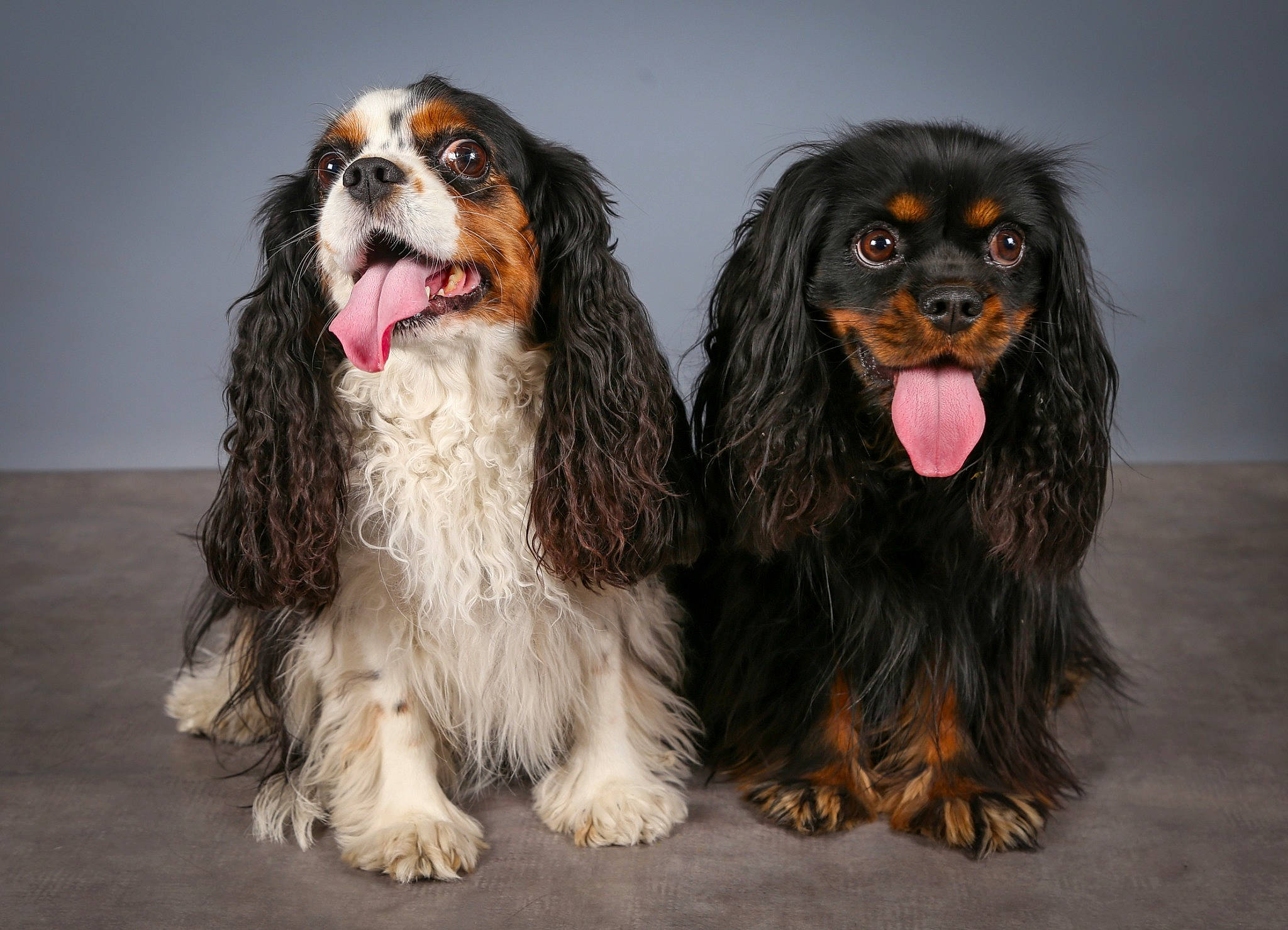 Lexi participe au concours pour gagner de l'argent avec cette photo : ancient_dog_breeds, biting, canidae, carnivore, companion_dog, dog, dog_breed, fur, king_charles_spaniel, liver, snout, spaniel, sporting_group, terrestrial_animal, water_dog, working_animal, working_dog