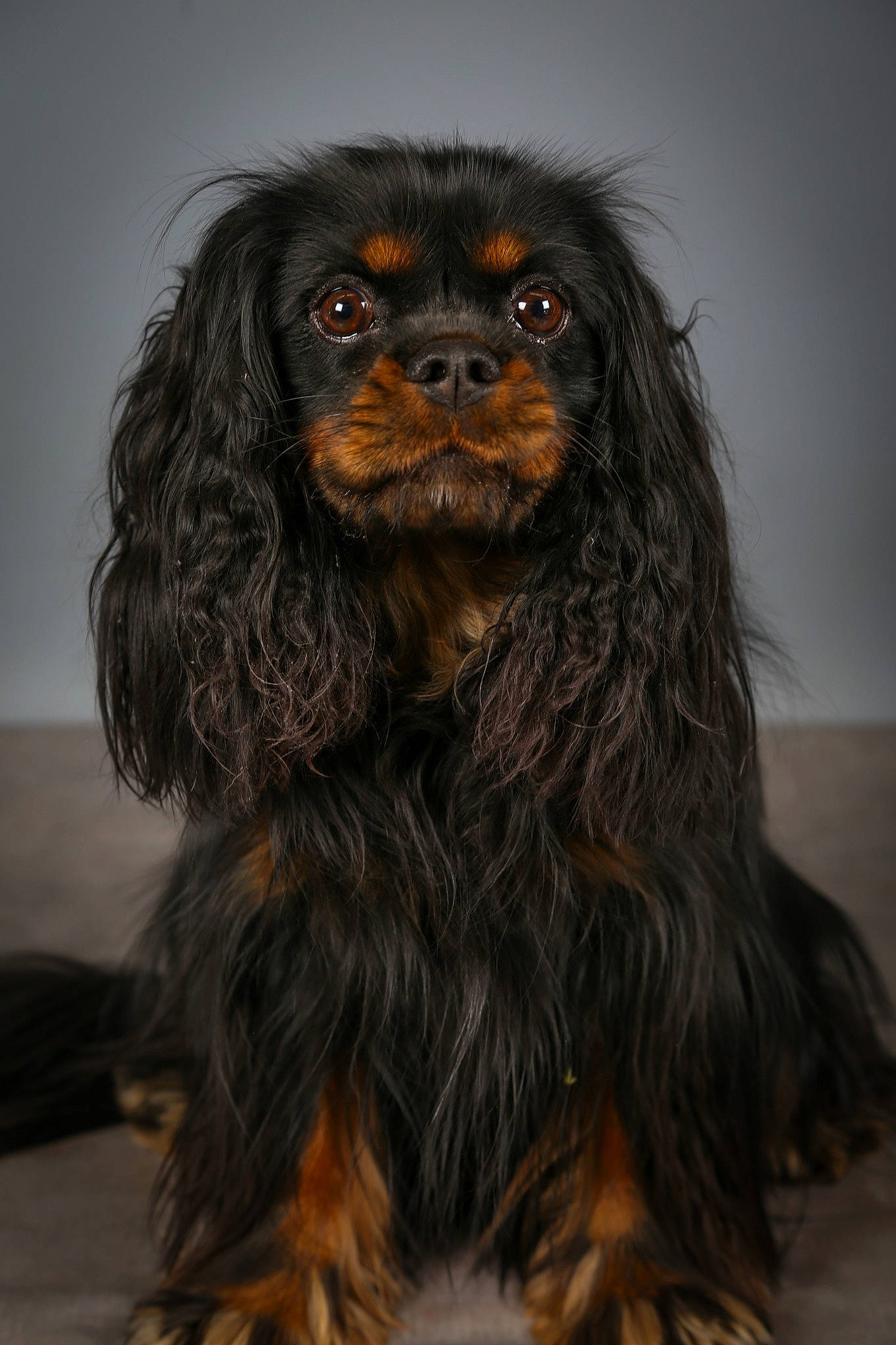 Ruby a rejoint le concours — aidez-le/la à gagner de superbes lots ! artificial_hair_integrations, brown, companion_dog, dog_breed, fur, liver, snout, spaniel, sporting_group, terrestrial_animal