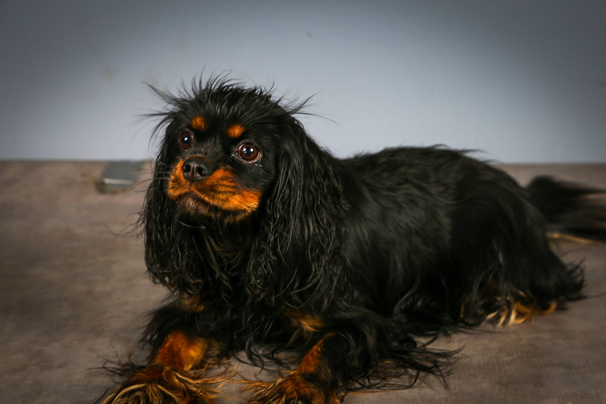 Ruby a rejoint le concours — aidez-le/la à gagner de superbes lots ! art, canidae, companion_dog, dog_breed, eye, fur, liver, primate, snout, sporting_group, terrestrial_animal, whiskers, wildlife