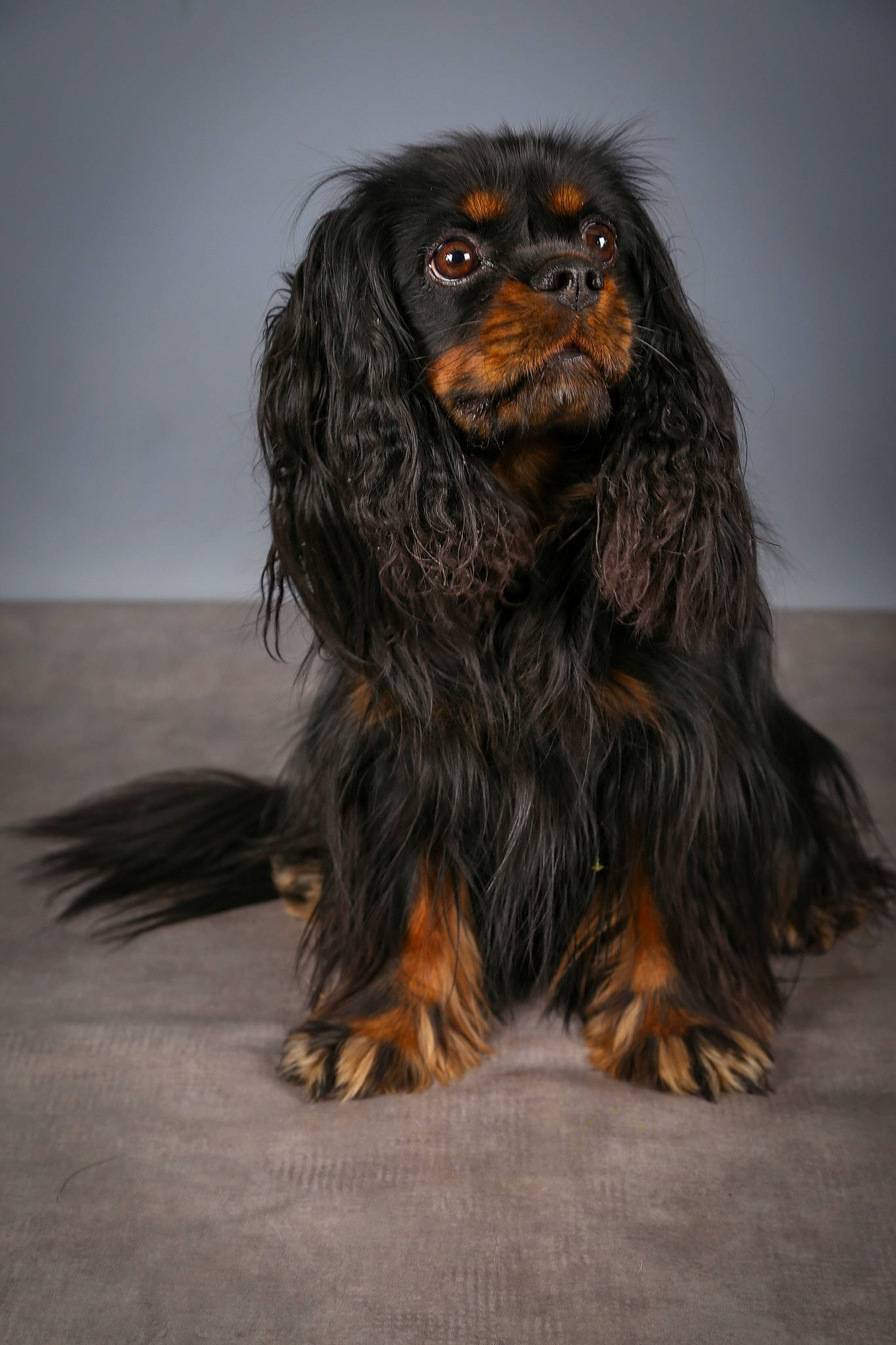 Ruby participe au concours pour gagner de l'argent avec cette photo : canidae, companion_dog, dog_breed, fur, king_charles_spaniel, liver, spaniel, sporting_group, terrestrial_animal, wood